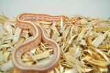 Load image into Gallery viewer, Female Butter Tessera Het Motley Corn Snake