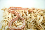 Load image into Gallery viewer, Female Butter Tessera Het Motley Corn Snake