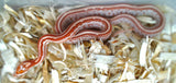 Load image into Gallery viewer, Female Ultramel Tessera Het Hypo Caramel Corn Snake
