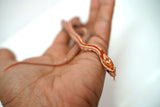 Load image into Gallery viewer, Female Ultramel Tessera Het Hypo Caramel Corn Snake