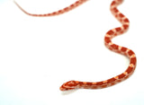 Load image into Gallery viewer, Female H Palm Corn Snake