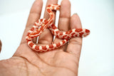 Load image into Gallery viewer, Female H Palm Corn Snake