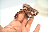 Load image into Gallery viewer, Female Okeetee H KAS H Lava H Sun Corn Snake