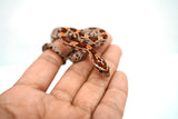 Load image into Gallery viewer, Female Okeetee H KAS H Lava H Sun Corn Snake