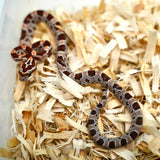 Load image into Gallery viewer, Female Okeetee H KAS H Lava H Sun Corn Snake