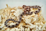 Load image into Gallery viewer, Female Okeetee H KAS H Lava H Sun Corn Snake