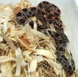 Load image into Gallery viewer, Female Okeetee H KAS H Lava H Car Corn Snake