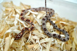 Load image into Gallery viewer, Female Okeetee H KAS H Lava H Car Corn Snake