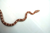 Load image into Gallery viewer, Male Ghost H Snow Sun Lava Car Corn Snake