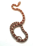 Load image into Gallery viewer, Male Ghost H Snow Sun Lava Car Corn Snake