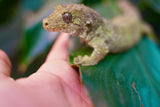 Load image into Gallery viewer, Proven Breeding Pine Island Chahoua Gecko Pair