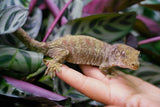 Load image into Gallery viewer, Proven Breeding Pine Island Chahoua Gecko Pair