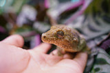 Load image into Gallery viewer, Proven Breeding Pine Island Chahoua Gecko Pair