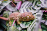 Load image into Gallery viewer, Proven Breeding Pine Island Chahoua Gecko Pair