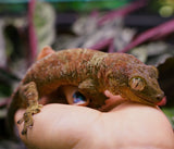 Load image into Gallery viewer, Proven Breeding Pine Island Chahoua Gecko Pair