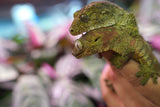 Load image into Gallery viewer, Proven Breeding Pine Island Chahoua Gecko Pair