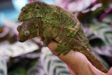 Load image into Gallery viewer, Proven Breeding Pine Island Chahoua Gecko Pair