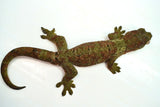 Load image into Gallery viewer, Proven Breeding Pine Island Chahoua Gecko Pair