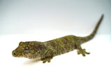 Load image into Gallery viewer, Proven Breeding Pine Island Chahoua Gecko Pair