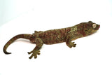 Load image into Gallery viewer, Proven Breeding Pine Island Chahoua Gecko Pair