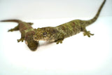 Load image into Gallery viewer, Proven Breeding Pine Island Chahoua Gecko Pair