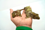 Load image into Gallery viewer, Proven Breeding Pine Island Chahoua Gecko Pair