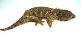 Load image into Gallery viewer, Male Moro Leachianus Gecko