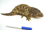 Load image into Gallery viewer, Male Moro Leachianus Gecko
