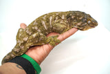 Load image into Gallery viewer, Male Moro Leachianus Gecko