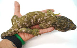Load image into Gallery viewer, Male Moro Leachianus Gecko