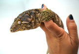 Load image into Gallery viewer, Male Moro Leachianus Gecko