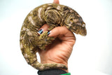 Load image into Gallery viewer, Male Moro Leachianus Gecko