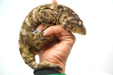 Load image into Gallery viewer, Male Moro Leachianus Gecko