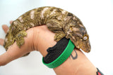 Load image into Gallery viewer, Male Moro Leachianus Gecko
