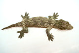 Load image into Gallery viewer, Pine Island x Moro Leachianus Gecko