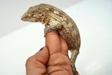Load image into Gallery viewer, Pine Island x Moro Leachianus Gecko