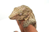 Load image into Gallery viewer, Pine Island x Moro Leachianus Gecko