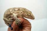 Load image into Gallery viewer, Pine Island x Moro Leachianus Gecko