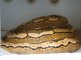 Load image into Gallery viewer, SALE! Proven Breeder 2017 Female Platinum Phantom Possible Tiger Reticulated Python - Super Sweet.