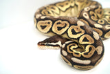 Load image into Gallery viewer, Female Lemon Pastel Granite Fader Ball Python