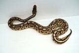 Load image into Gallery viewer, Female Lemon Pastel Granite Fader Ball Python
