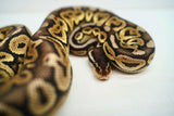 Load image into Gallery viewer, Female Lemon Pastel Granite Fader Ball Python