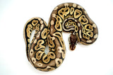 Load image into Gallery viewer, Female Lemon Pastel Granite Fader Ball Python