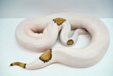 Load image into Gallery viewer, Male Mojave Pied Ball Python
