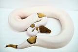 Load image into Gallery viewer, Male Mojave Pied Ball Python