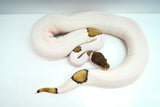 Load image into Gallery viewer, Male Mojave Pied Ball Python