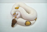 Load image into Gallery viewer, Male Mojave Pied Ball Python