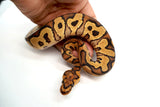 Load image into Gallery viewer, EMG Clown Ball Python