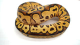 Load image into Gallery viewer, EMG Clown Ball Python