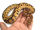 Load image into Gallery viewer, EMG Clown Ball Python